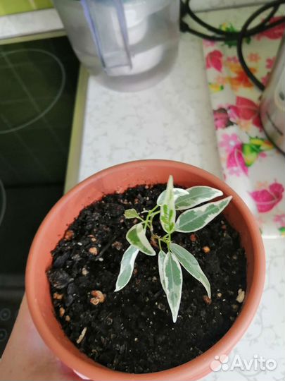 Ретуза Грин