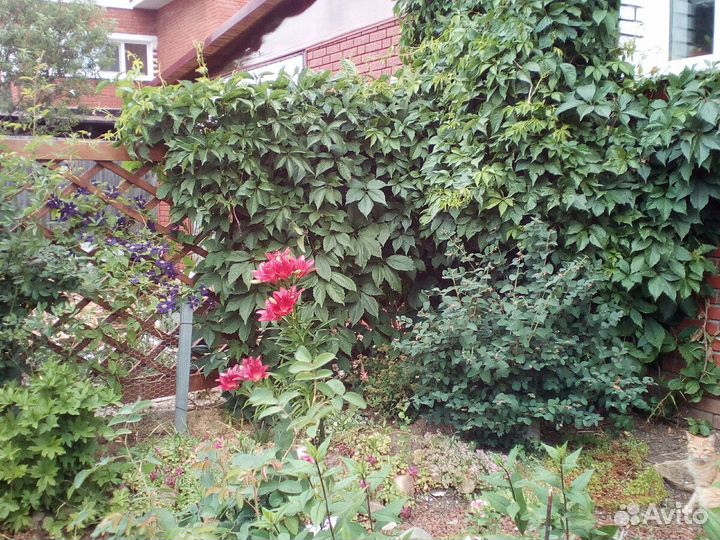 Девичий виноград