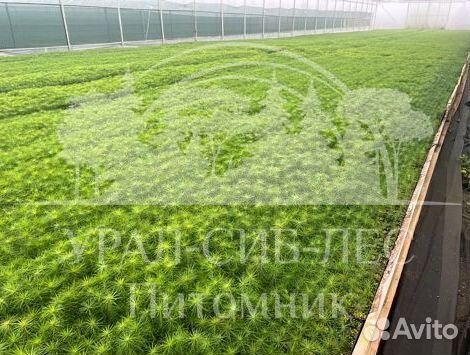 Сеянцы зкс Сосна окс Ель Лиственница Горная