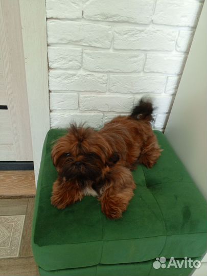 Красная шит-цу девочка с РКФ