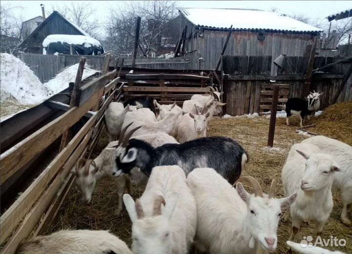 Нубийские / Альпийские / Зааненские козы