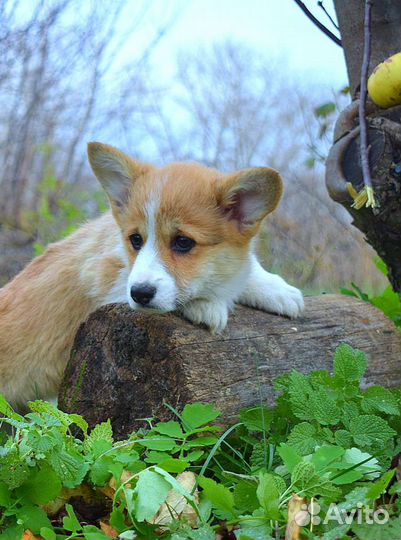 Мальчики и девочки корги