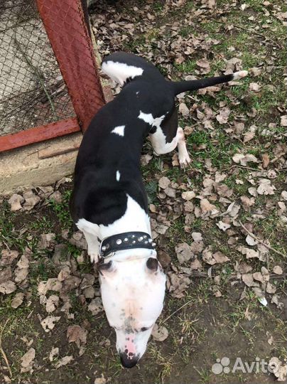 Питбуль на вязку