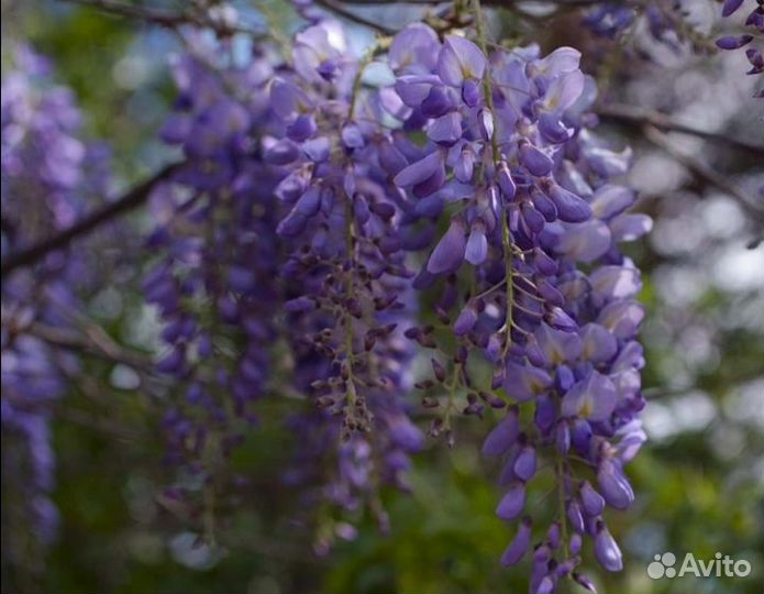 Глициния саженцы
