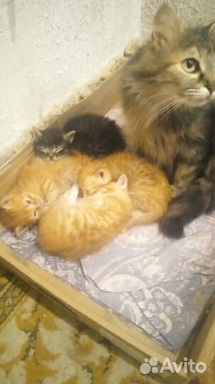 Кошка в дар бесплатно