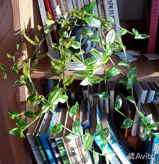 Хлорофитум и традесканции уличные и домашние