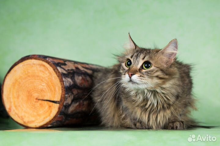 Кошка Фифа ищет дом