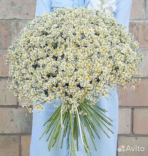 Цветы ромашки