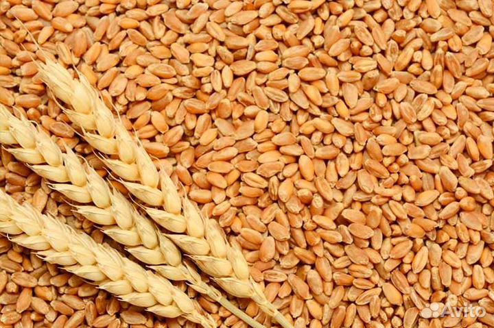 Продам 40т пшеницы яровой