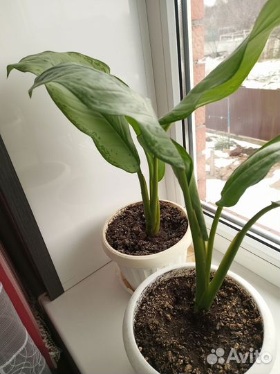 Комнатные растения