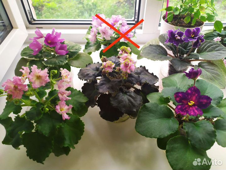 Фиалки сортовые (Цветущие)