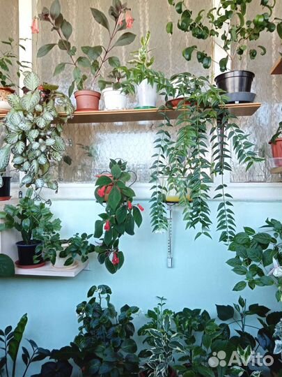 Черенки комнатных растений