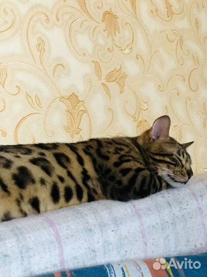 Бенгальская кошка вязка