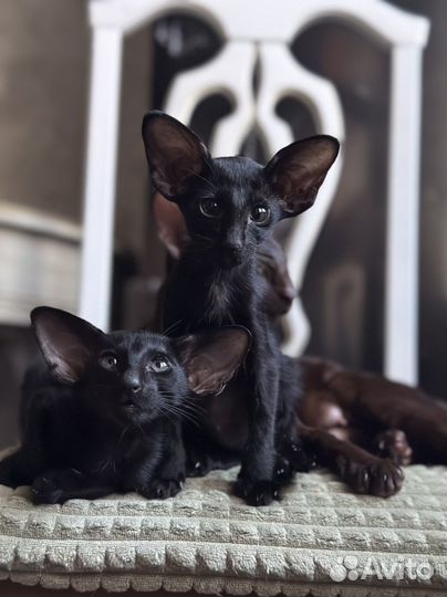 Кошечка в экстримальном типе