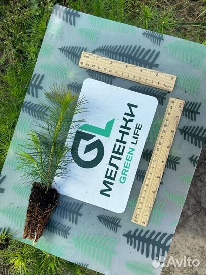 Сеянцы сосны и ели зкс