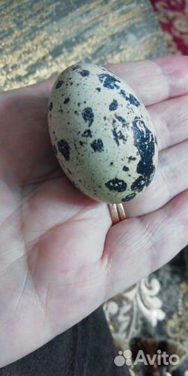 Инкубационные перепелиные яйца