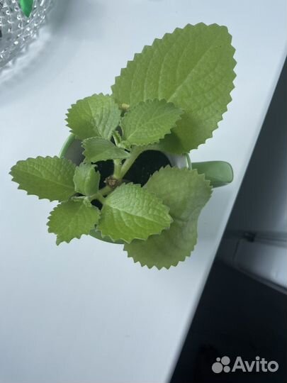 Декоративная мята