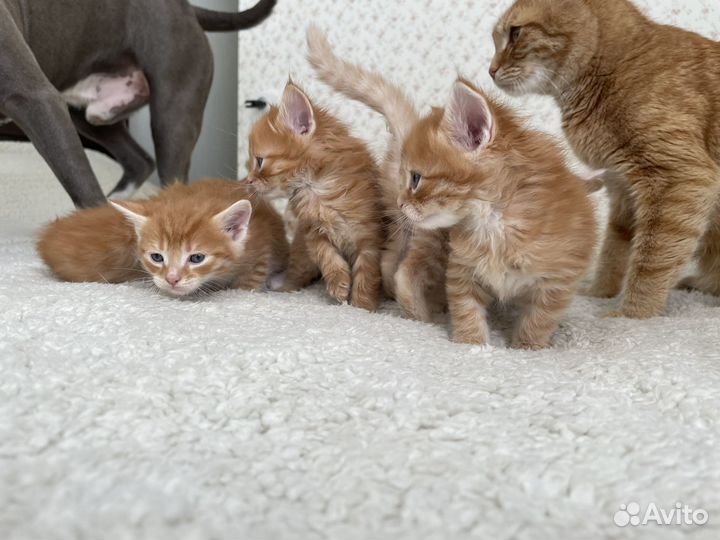 Котята девочки в добрые руки