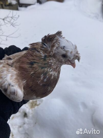 Бойные голуби