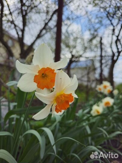 Ассорти нарциссов