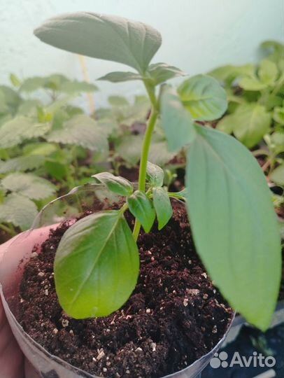 Рассада базилик