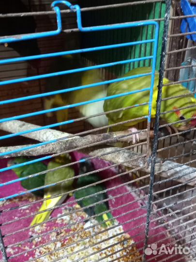 Попугай Какарик