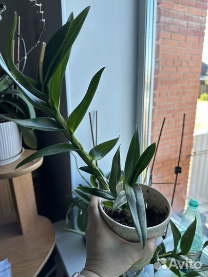 Орхидея дендробиум нобиле