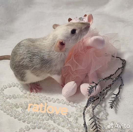 Крысята дамбо ручная девочка марбл