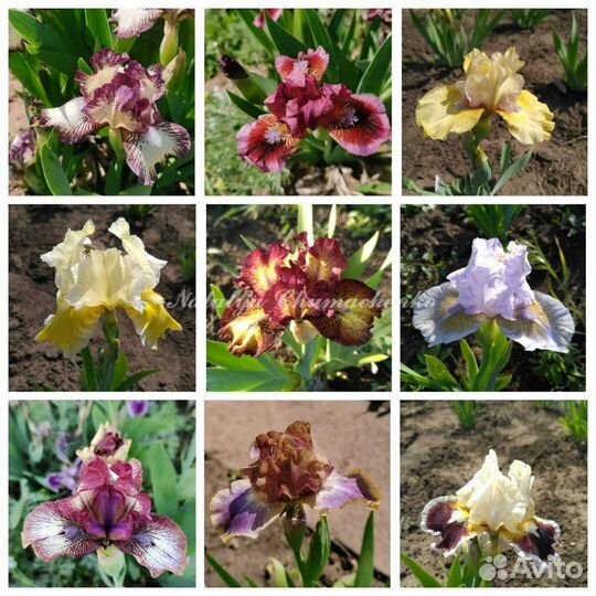 Ирисы карликовые