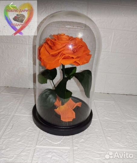 Вечная роза в колбе, размер хl