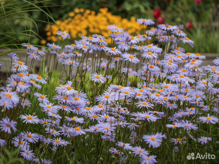 Многолетние растения для сада. Саженцы из питомник