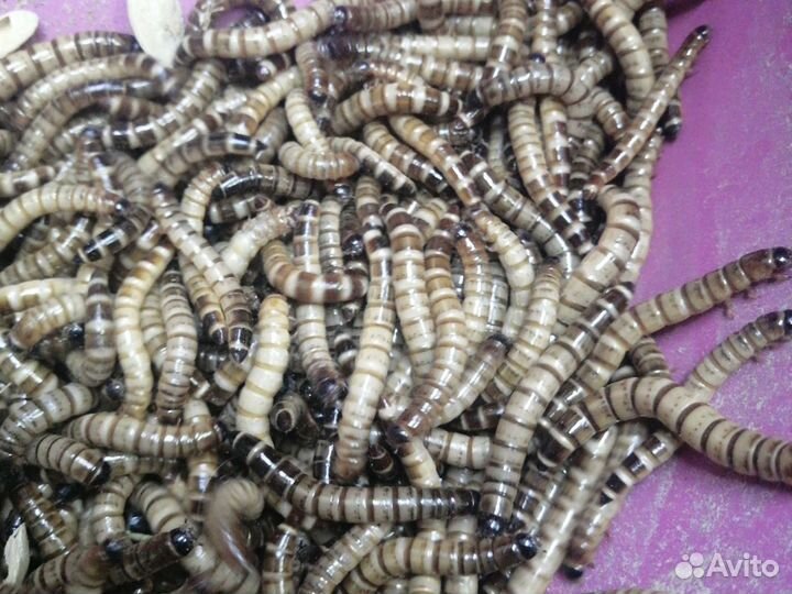 Кормовые насекомые