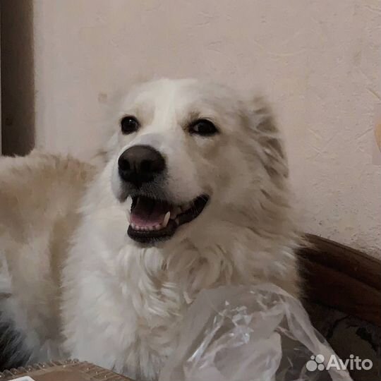 Собачка в добрые руки