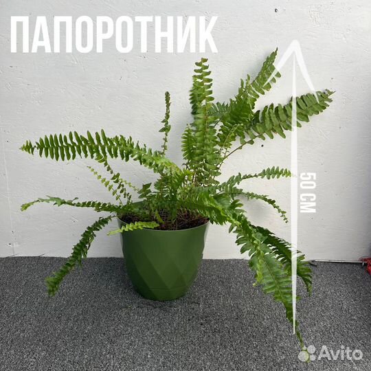 Папоротник