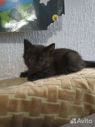 Кошка в дар бесплатно