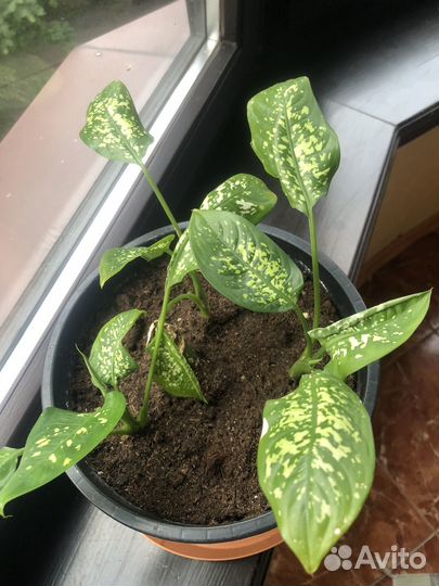 Диффенбахия