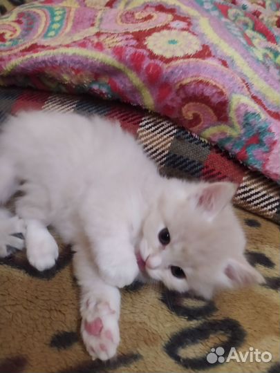 Котята, очень красивые