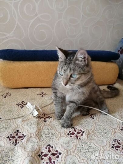 Ласкуша Боня, стерилизована