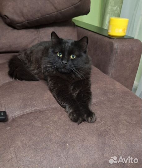 Отдам в добрые руки