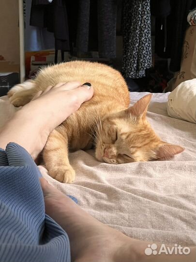 Отдаю котика в добрые руки