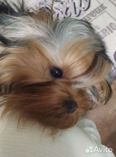 Йоркширский терьер