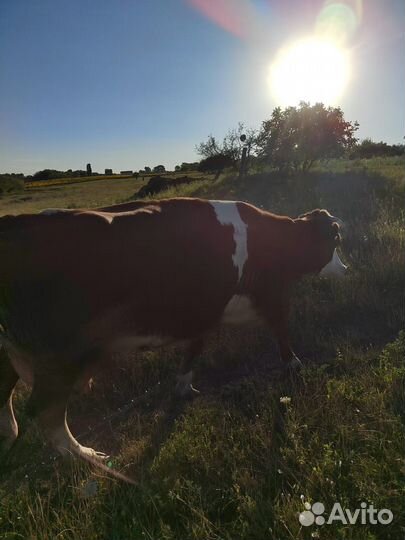 Корова высокоудойная