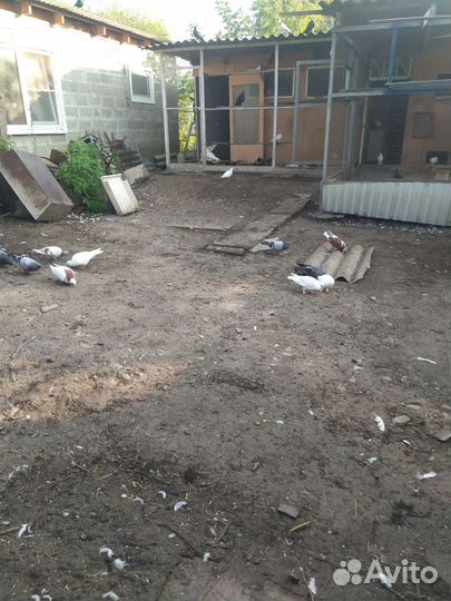 Продам широкохвостых голубей