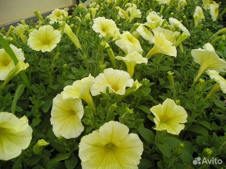 Цветы. Рассада