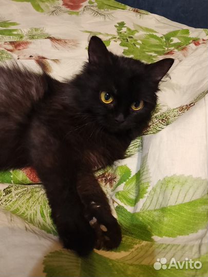 Кошечка стерилизованная в добрые руки