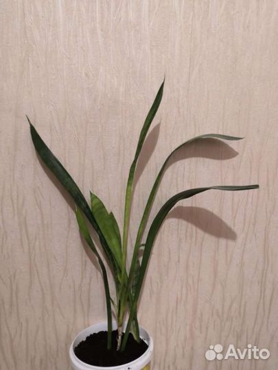 Сансевиерия