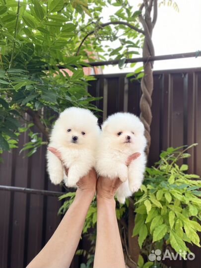 Померанский шпиц Мини