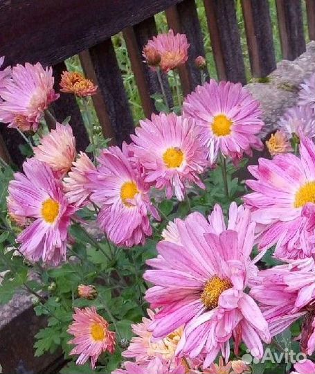 Хризантемы