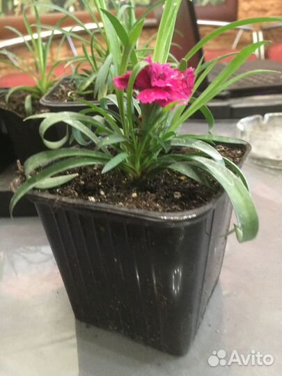 Гвоздика ампельная многолетняя