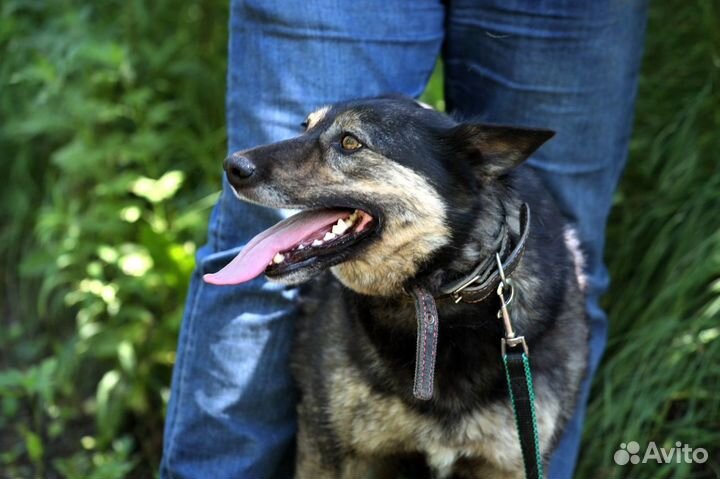 Лада. Шикарная собака в добрые руки